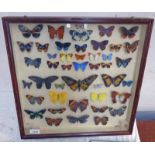 CASED ENTOMOLOGY DISPLAY CONSISTING OF 43 EXAMPLES - 46 X 46 CMS Condition Report: