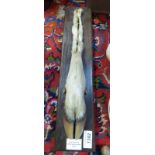 TAXIDERMY HOOF MOUNTED ON PLINTH WITH PLAQUE 46 CM LONG