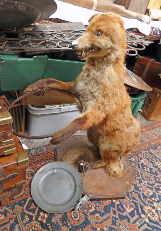 TAXIDERMY FOX CHAMPAGNE HOLDER STUDY CONSISTING OF A FOX STANDING ON ITS HIND LEGS HOLDING A METAL