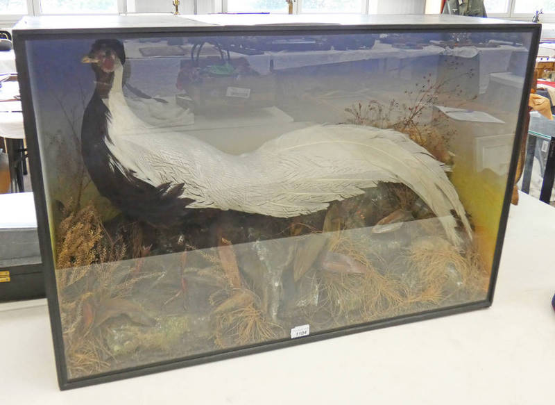 VICTORIAN CASED TAXIDERMY DISPLAY OF A SILVER PHEASANT, BY GEORGE BUTT, F.Z.