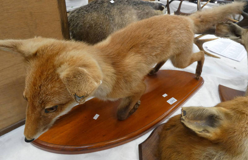 TAXIDERMY STUDY OF A PROWLING FOX ON WOODEN PLINTH,