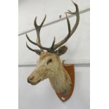 TAXIDERMY STAG'S HEAD WITH 12 POINT ANTLERS ON SHIELD