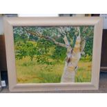 ROBYN WIGHT, SILVER BIRCH, SIGNED, FRAMED OIL PAINTING, 59 X 80CM ,