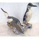 TAXIDERMY STUDY OF TWO AUKS MOUNTED ON A PIECE OF DRIFT WOOD,