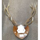 12 POINT ANTLERS ON SHIELD WITH PLAQUE 'D.A.