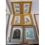 GILT FRAMED BRITISH ZOOLOGY BOOK PLATES OF CLASS II BIRDS,