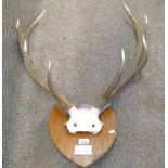 8 POINT ANTLERS ON SHIELD WITH PLAQUE 'D.A.