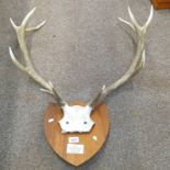 11 POINT ANTLERS ON SHIELD WITH PLAQUE