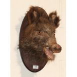 Taxidermy: European Wild Boar (Sus scrofa), circa late 20th century, juvenile shoulder mount looking