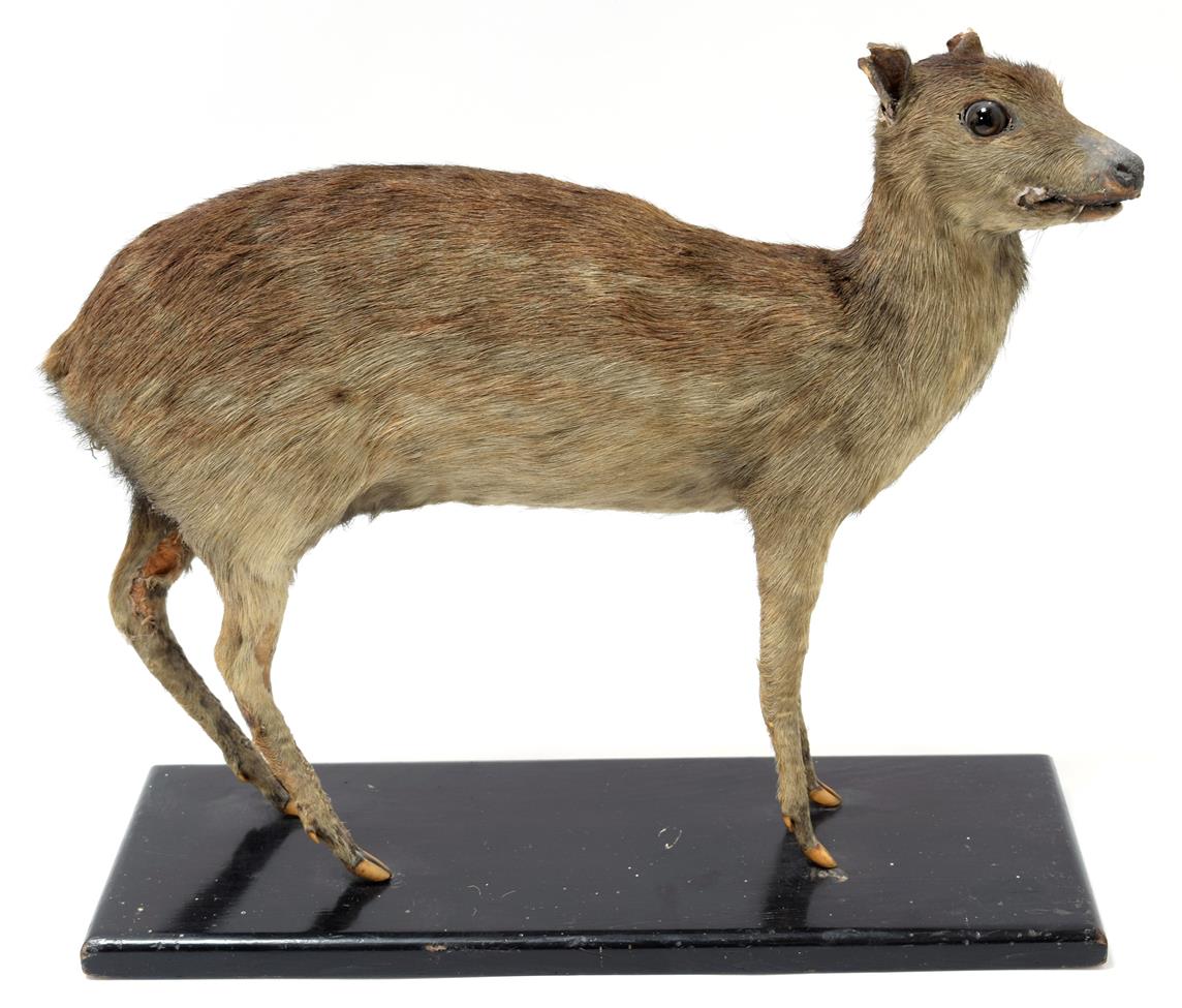 Taxidermy: Indian Spotted Chevrotain (Moschiola indica), circa 1920-1930, a full mount adult with