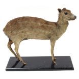 Taxidermy: Indian Spotted Chevrotain (Moschiola indica), circa 1920-1930, a full mount adult with