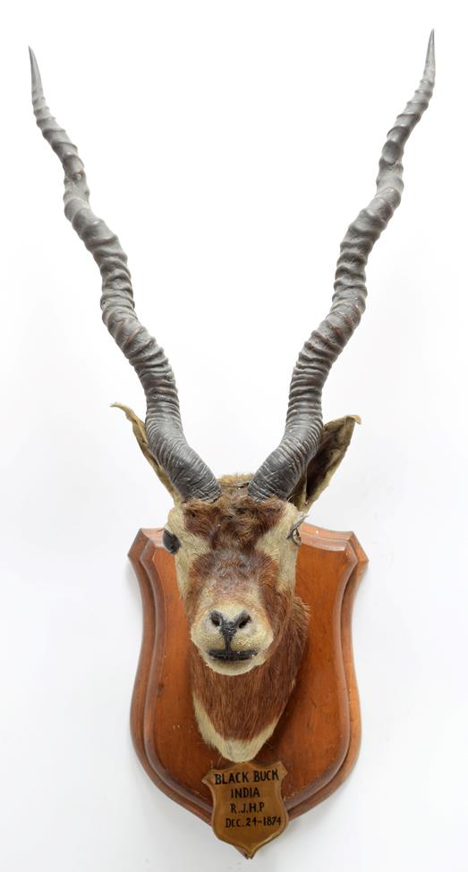 Taxidermy: Indian Blackbuck & Chinkara, circa 1874 & 1870, India, adult male Blackbuck neck mount - Image 4 of 6