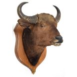 Taxidermy: Indian Gaur Buffalo (Bos gaurus gaurus), circa 1900-1910, India, large adult bull neck