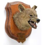 Taxidermy: Indian Wolf (Canis lupus pallipes), circa December 05th 1887, Oudh, Northern India, by