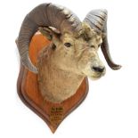 Taxidermy: North American Big Horn Sheep (Ovis canadensis canadensis), circa September 20th 1878,