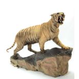 Taxidermy: A Full Mount Bengal Tiger (Panthera tigris tigris), circa April 1901, Nepal, attributed