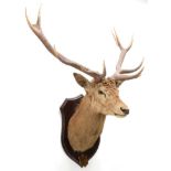 Taxidermy: New Zealand Red Deer (Cervus elaphus), circa March 1936, Okuru, South Island, by