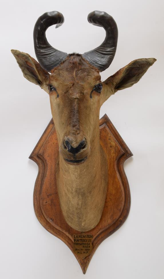 Taxidermy: A Pair of Lichtenstein's Hartebeest's (Alcelaphus lichtensteinii), circa August 1897, - Image 3 of 6