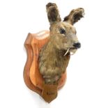 Taxidermy: White-Bellied Musk Deer (Moschus leucogaster), circa 1886, India, neck mount looking