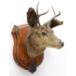 Taxidermy: A Pair of Mule Deer (Odocoileus hemionus), circa September 29th 1877, North West