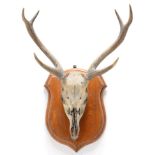 Taxidermy: Sambar & Chital, circa 1875, India, adult Sambar antler on upper skull, widest span 57cm,