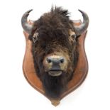 Taxidermy: North American Bison (Bos bison bison), circa August 31st 1877, North West Territory,