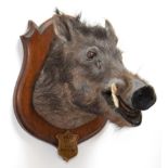 Taxidermy: Indian Wild Boar (Sus scrofa cristatus), circa April 04th 1901, Assam, Northeastern