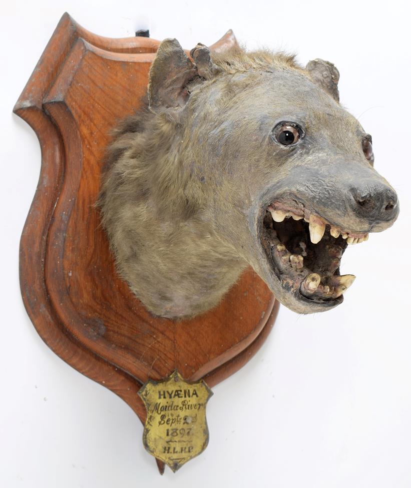 Taxidermy: Spotted Hyena (Crocuta Crocuta), circa September 02nd 1897, Moida River, South Africa,