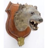 Taxidermy: Spotted Hyena (Crocuta Crocuta), circa September 02nd 1897, Moida River, South Africa,