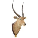 Taxidermy: Common Waterbuck & Blesbok, circa 1929 & 1930, by J.R. IVY, Taxidermy, Pretoria, South