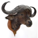 Taxidermy: African Cape Buffalo (Syncerus caffer), circa August 05th 1897, Moosapasso River, Africa,