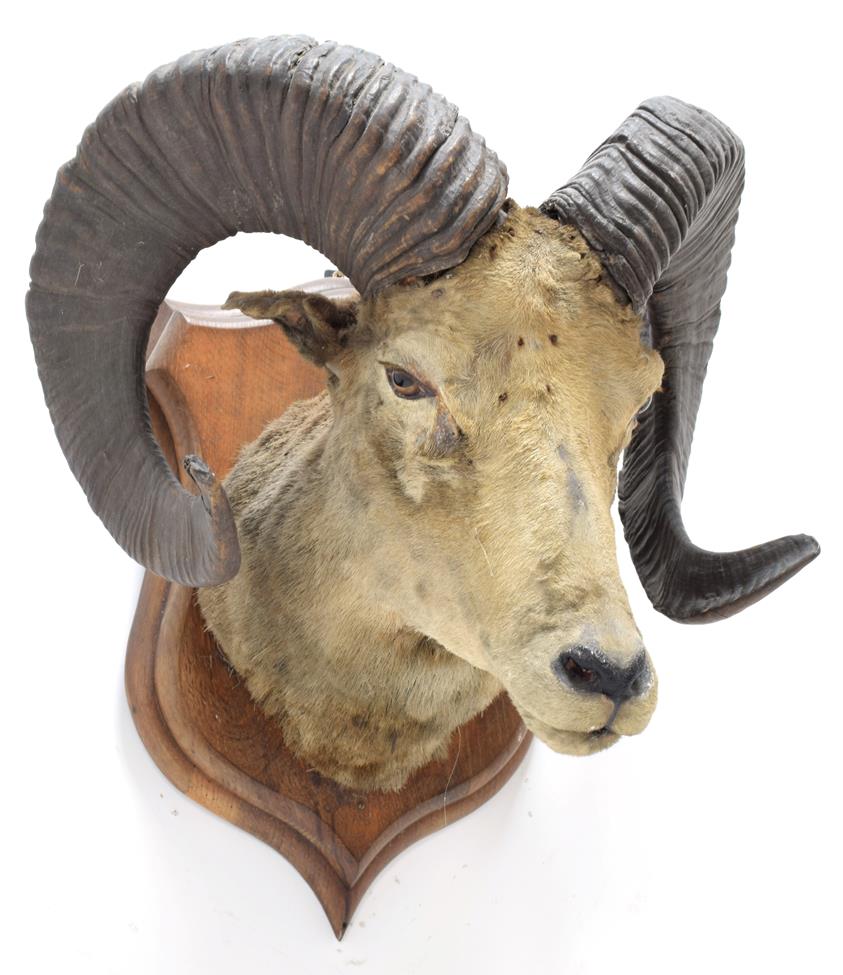 Taxidermy: Tibetan Argali (Ovis ammon hodgsoni), circa 1876, India, Rowland Ward Record Class, large