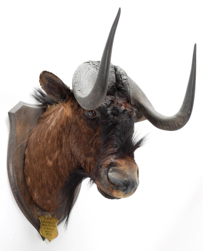 Taxidermy: Black Wildebeest (Connochaetes gnou), circa 1930, Orange Free State, South Africa, by