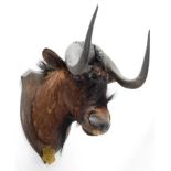 Taxidermy: Black Wildebeest (Connochaetes gnou), circa 1930, Orange Free State, South Africa, by