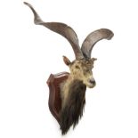 Taxidermy: Astor Markhor (Capra falconeri falconeri), circa 1871, Kajnag, Kashmir, Northern India,