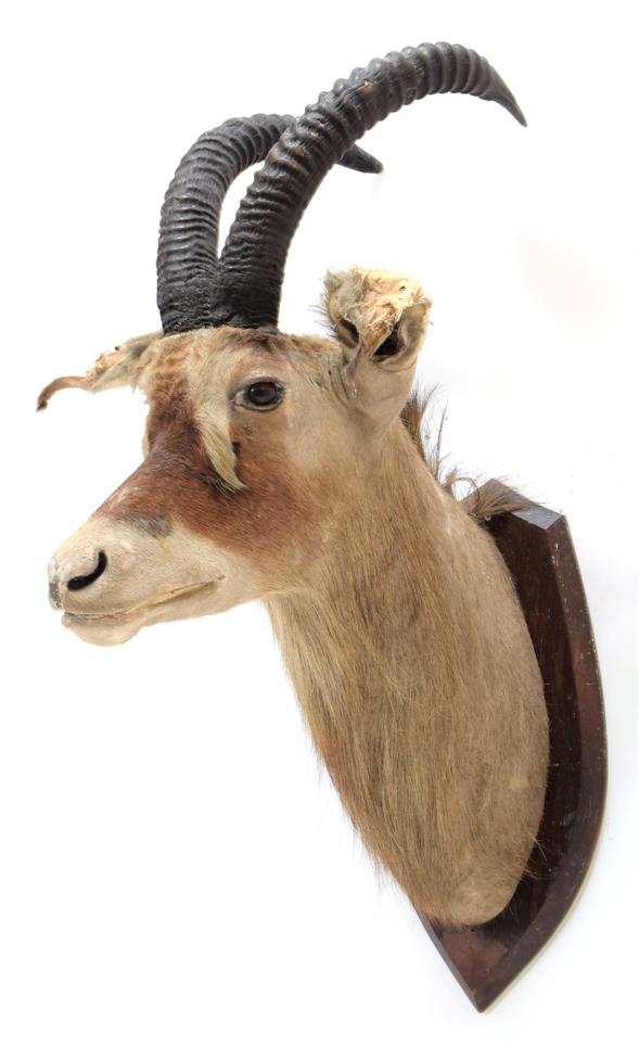 Taxidermy: Southern Roan Antelope (Hippotragus equinus equinus), circa 1929, South Africa, by J.R.