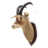 Taxidermy: Southern Roan Antelope (Hippotragus equinus equinus), circa 1929, South Africa, by J.R.