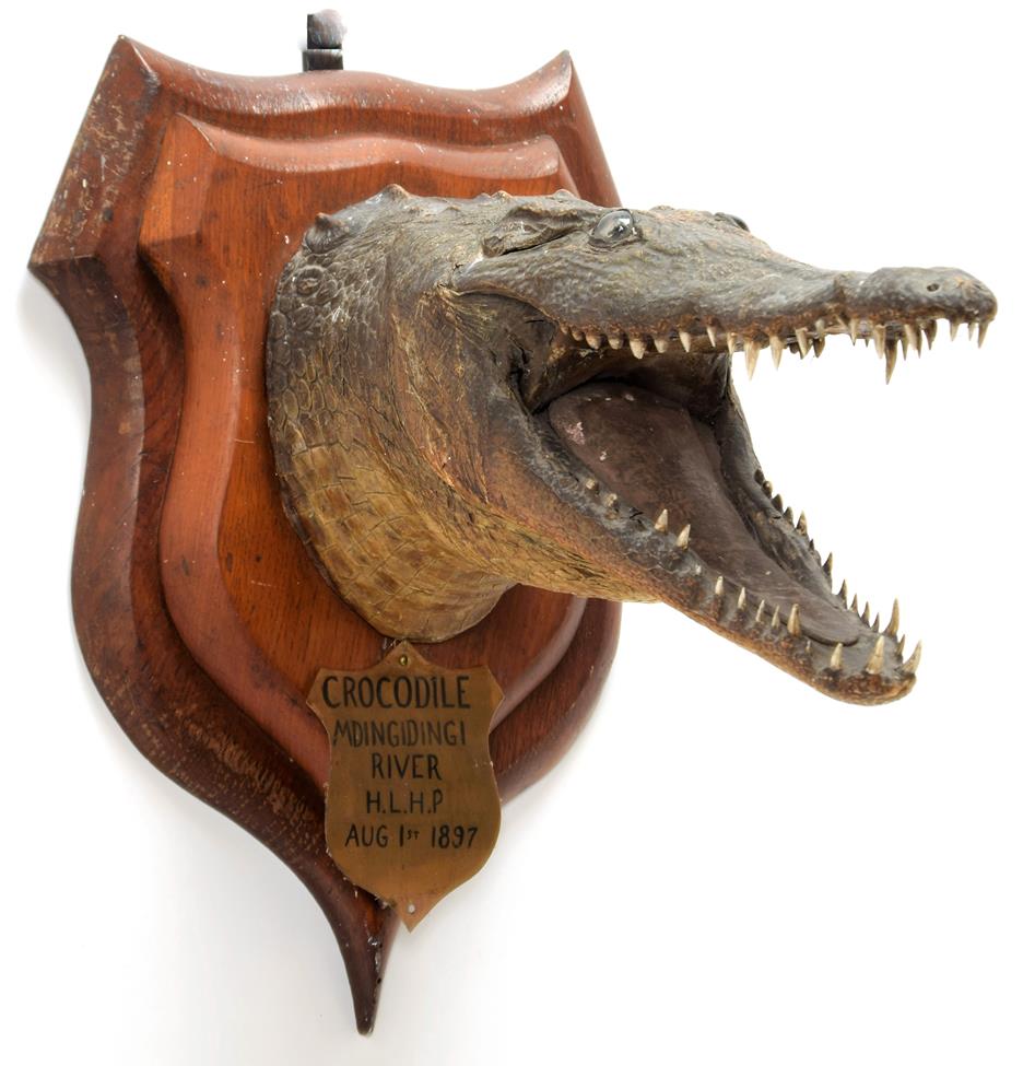 Taxidermy: Nile Crocodile (Crocodylus niloticus), circa August 01st, 1897, Mdingidingi River,