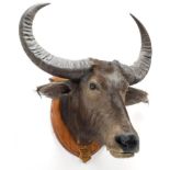 Taxidermy: Asian Wild Water Buffalo (Bubalus arnee), circa March 25th 1901, Doragaon, Assam,