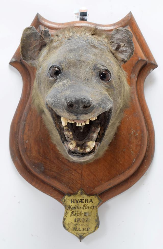 Taxidermy: Spotted Hyena (Crocuta Crocuta), circa September 02nd 1897, Moida River, South Africa, - Image 3 of 3