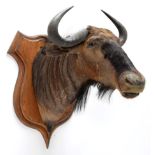 Taxidermy: Blue Wildebeest (Connochaetes taurinus), circa 26th June 1897, Sand River, East Africa,