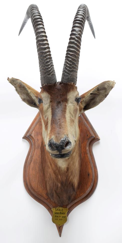 Taxidermy: Southern Sable Antelope (Hippotragus niger niger), circa June 21st 1897, Sand River, - Image 3 of 3