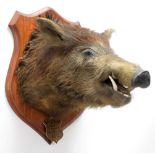 Taxidermy: New Zealand Wild Boar (Sus scrofa), circa August 1935, New Zealand, adult head mount