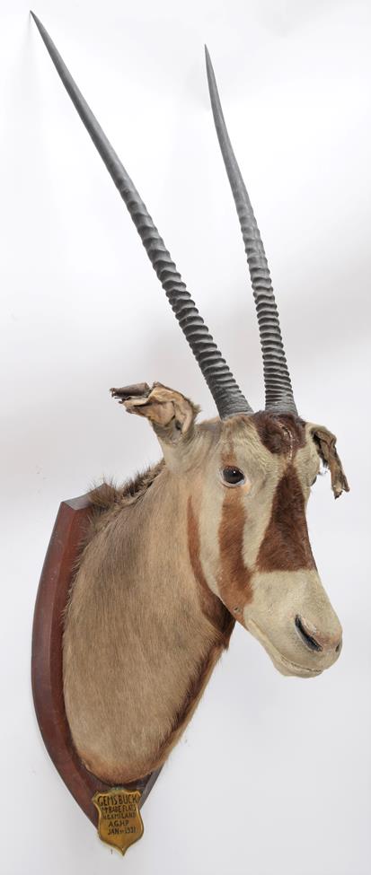 Taxidermy: A Pair of Gemsbox Oryx (Gazella gazella), circa 1931, Mount Babe Flats, N. Gamiland, - Image 6 of 6