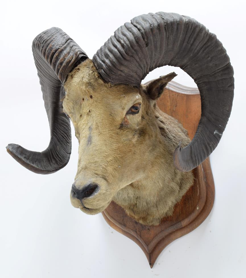 Taxidermy: Tibetan Argali (Ovis ammon hodgsoni), circa 1876, India, Rowland Ward Record Class, large - Image 2 of 3