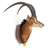 Taxidermy: Southern Sable Antelope (Hippotragus niger niger), circa September 07th 1930, Sand River,