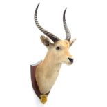 Taxidermy: Red Lechwe (Kobus leche), circa August 22nd 1929, Marsh River, Africa, by J.R. IVY,