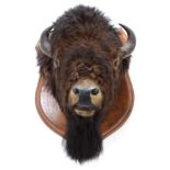 Taxidermy: North American Bison (Bos bison bison), circa August 23rd 1877, North West Territory,