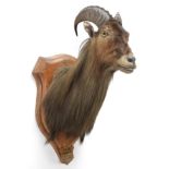 Taxidermy: Himalayan Tahr (Hemitragus jemlahicus), circa may 09th 1884, Chumbi Valley, Tibet,