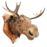 Taxidermy: European Moose (Alces alces), circa September 1876, Norway, young adult male head mount